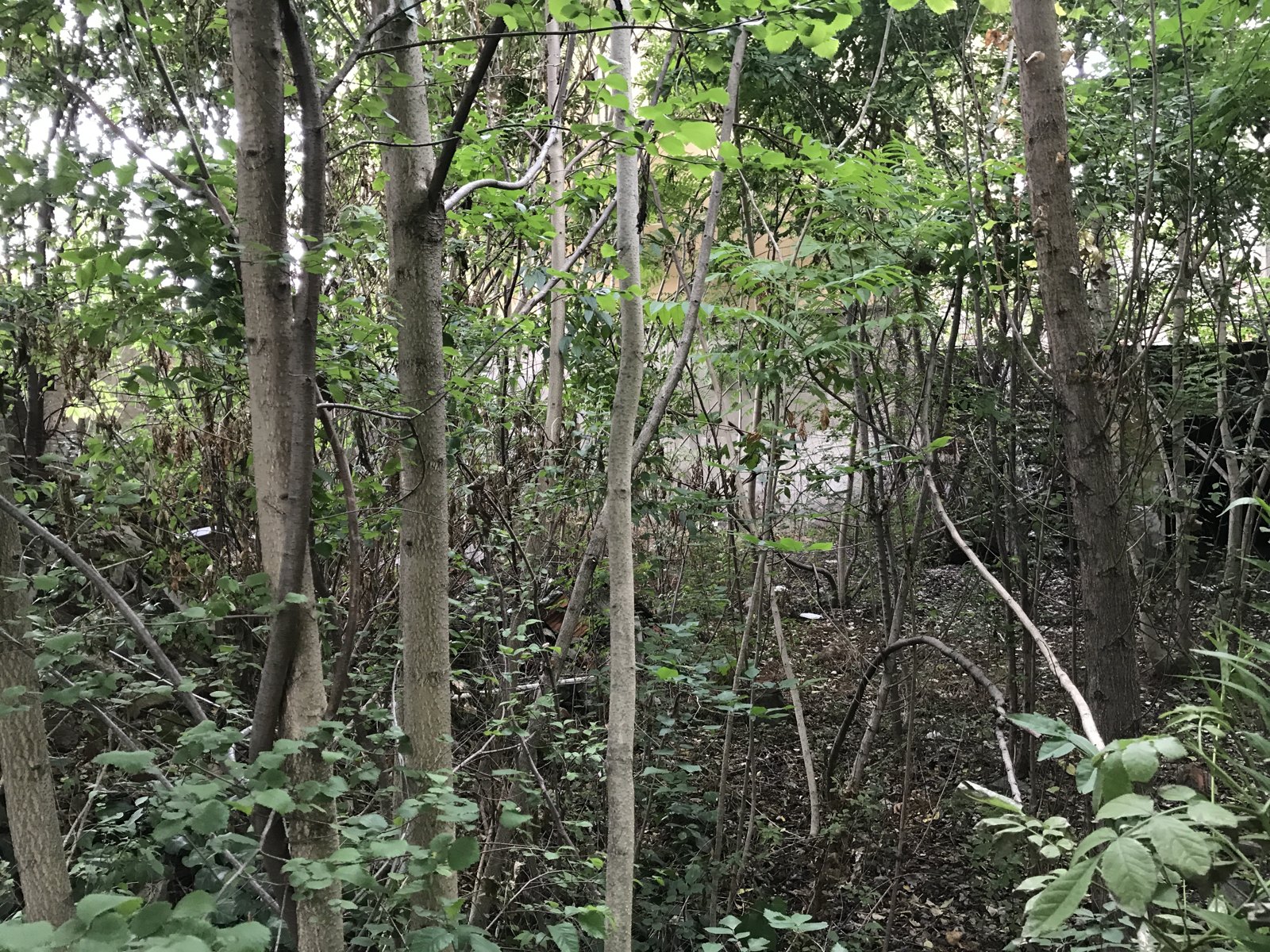 Via Vivarini 5 — Milano: Progetto Operativo di Bonifica dei terreni a seguito delle demolizioni (foto 2 di 2)